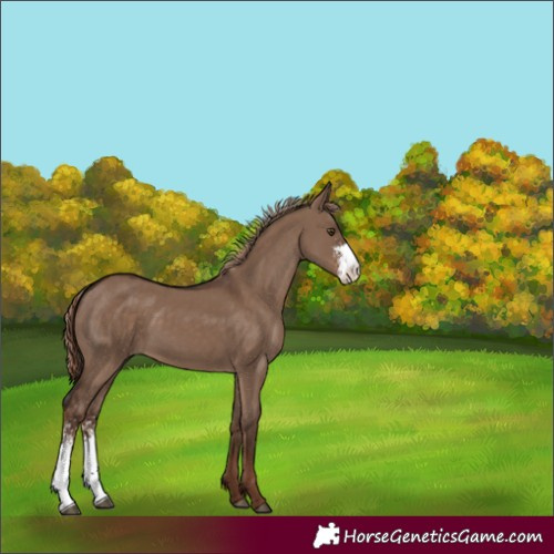 Horse Color:Unknown 