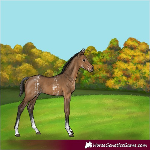 Horse Color:Gray White Spotted Bay Dun Rabicano  and Gray White Spotted Bay Dun Rabicano 