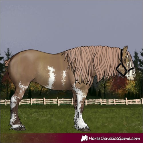Horse Color:Liver Red Dun Sabino Rabicano