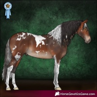 Horse Color:White Spotted Bay Tobiano 