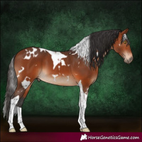 Horse Color:White Spotted Bay Tobiano 