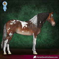 Horse Color:White Spotted Bay Tobiano