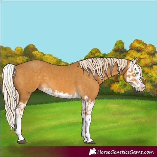Horse Color:Palomino Splash and Palomino Splash