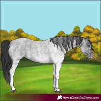 Horse Color:White Spotted Blue Roan 
