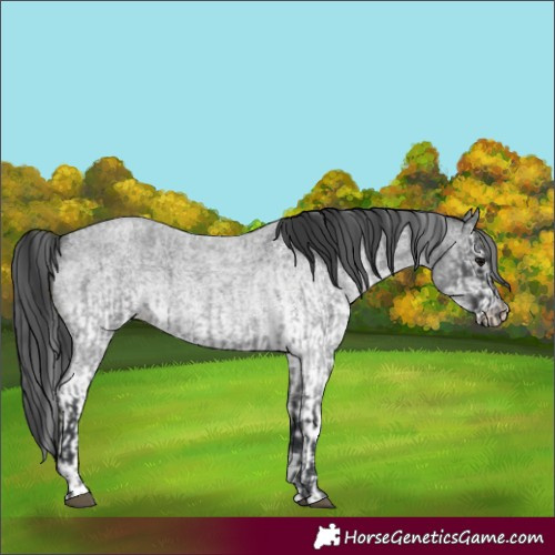 Horse Color:Blue Roan and White Spotted Blue Roan
