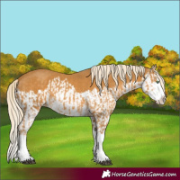 Horse Color:Palomino Splash  and Palomino Splash 