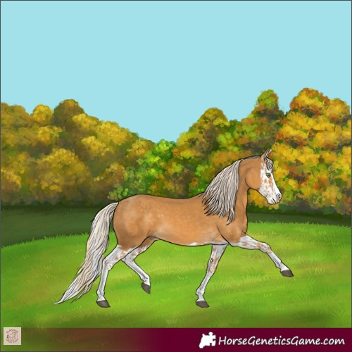 Horse Color:Palomino Splash and Palomino Splash