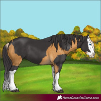 Horse Color:Palomino Splash and Smoky Black Splash
