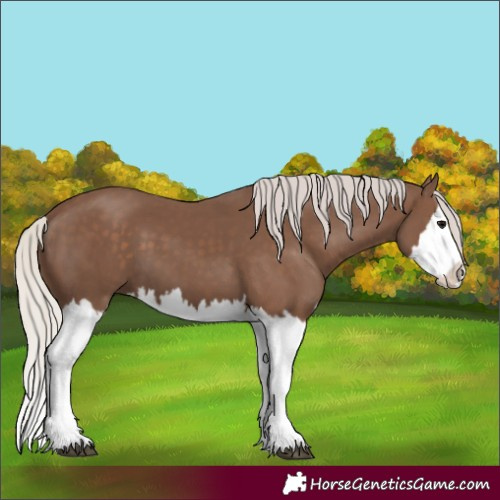Horse Color:Silver Black Splash 