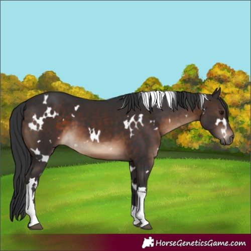 Horse Color:White Spotted Brown Tobiano 