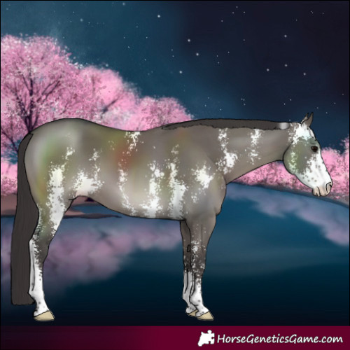 Horse Color:Smoky Grullo Sabino 