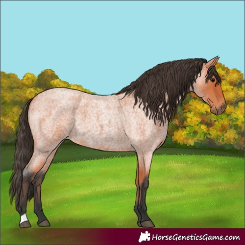 Horse Color:Bay Roan 