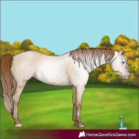 Horse Color:Gray Smoky Grullo Pearl 
