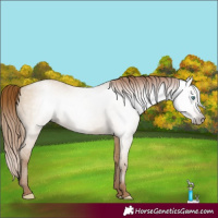 Horse Color:Gray Smoky Grullo Pearl 