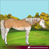 Horse Color:Palomino Splash  and Palomino Splash 