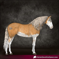 Horse Color:Palomino Splash  and Palomino Splash Rabicano 