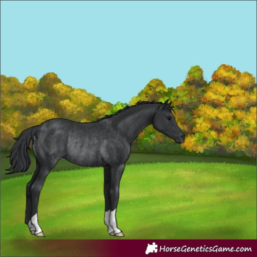 Horse Color:Unknown 
