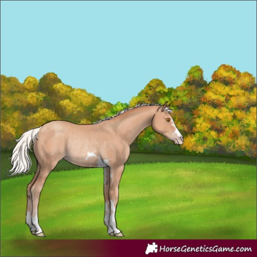 Horse Color:Unknown 