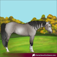 Horse Color:Unknown 