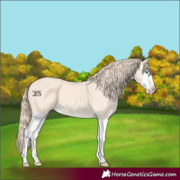Horse Color:Perlino Splash  and Perlino Splash 