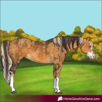 Horse Color:Palomino Splash and Buckskin Splash