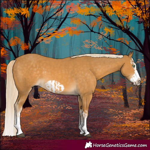 Horse Color:Palomino Splash  and Palomino Splash Frame 