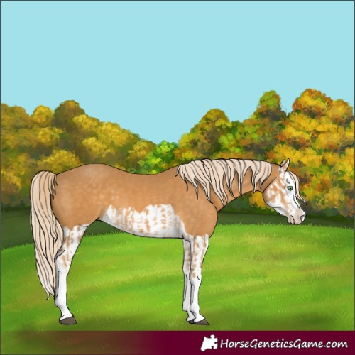 Horse Color:Palomino Splash  and Palomino Splash 