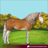 Horse Color:Palomino Splash  and Gray Palomino Splash 