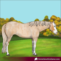Horse Color:Palomino Roan Splash and Palomino Roan Splash