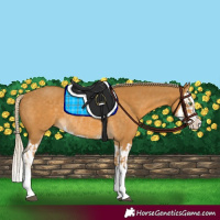 Horse Color:Palomino Splash  and Palomino Splash Rabicano 