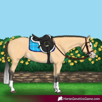 Horse Color:Buckskin Splash 