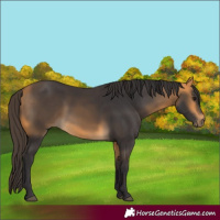 Horse Color:Buckskin 