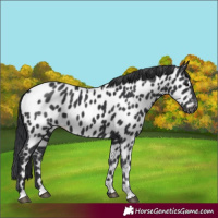 Horse Color:Black Appaloosa 