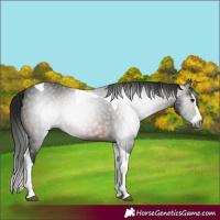 Horse Color:Gray Bay Splash Tobiano 