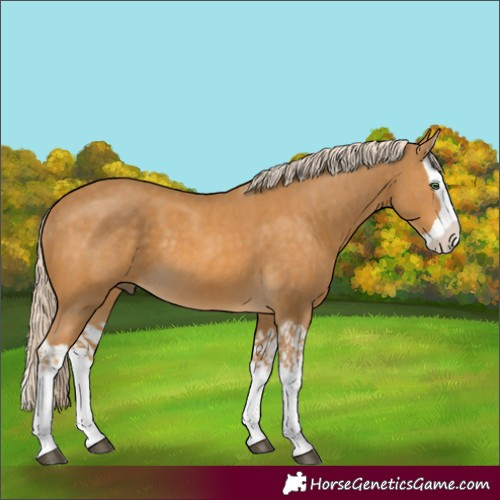 Horse Color:Palomino Splash and Palomino Splash