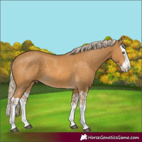 Horse Color:Palomino Splash  and Palomino Splash 