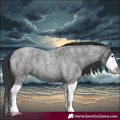 Horse Color:Blue Roan Splash