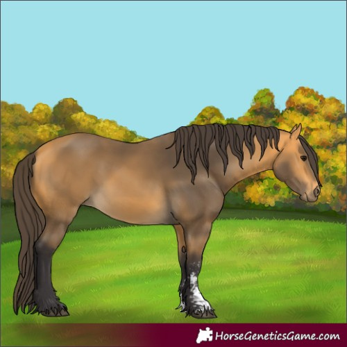 Horse Color:Buckskin Sabino 