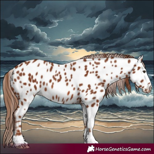 Horse Color:Chestnut Appaloosa 
