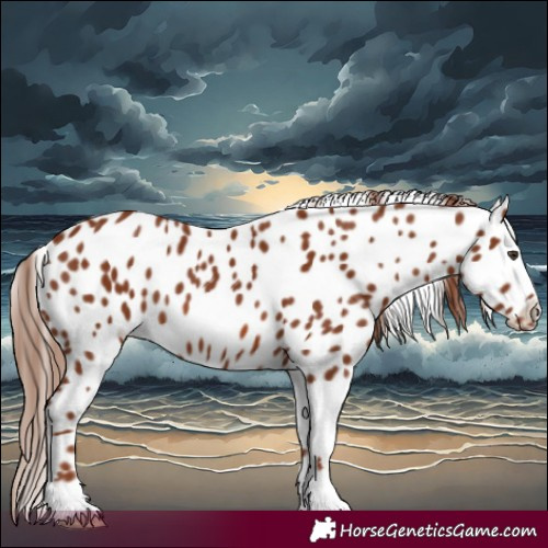 Horse Color:Chestnut Appaloosa 