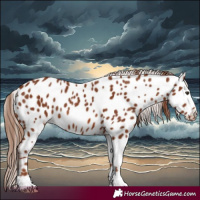Horse Color:Chestnut Appaloosa 
