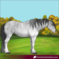 Horse Color:White Spotted Blue Roan 