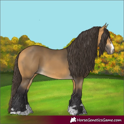 Horse Color:Buckskin 