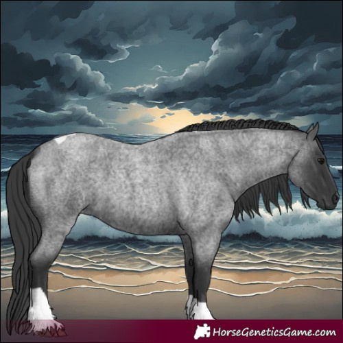 Horse Color:Blue Roan Tobiano 