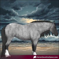 Horse Color:Blue Roan Tobiano