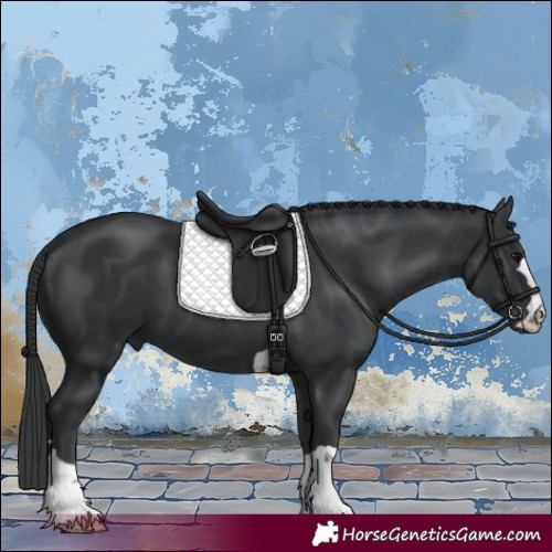 Horse Color:Black 