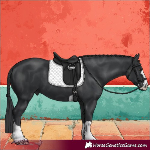 Horse Color:Black 