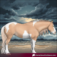 Horse Color:Gold Champagne Splash Tobiano 