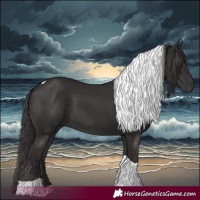 Horse Color:Smoky Black Tobiano 