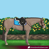 Horse Color:Classic Champagne